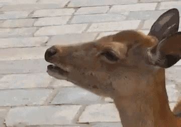 deer gif|deer headshot gif.